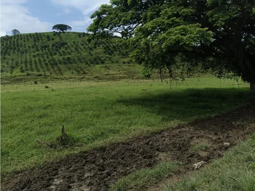 Se Vende Finca Vía Barragan - Rio Verde