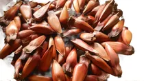 Comprar Piñones Araucaria Angustifolia Por Kilo-cosecha 