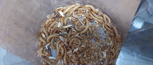 Imagen 2 de 3 de Tenebrios Vivo 100unid Erizo Pogona Aves Gecko