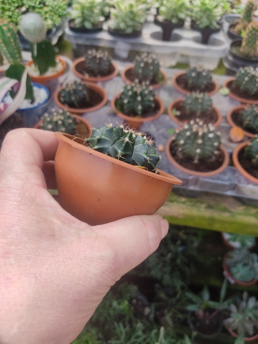 1 Muda De Cacto Echinopsis Tubiflora Lindo E Saudável Pt 8