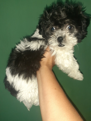 Imagen 4 de 6 de Caniche Hembra Panda