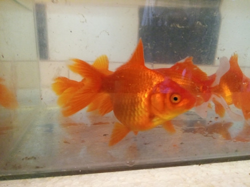 Golfish 13 Cm Peces Agua Fria Directo Criadero