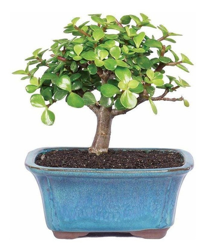 Brussel's Bonsai Árbol De Bambú Para Interiores, Olla De Cer