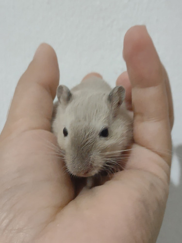 Esquilo Gerbil Siamês Fêmea- Entrega Sp