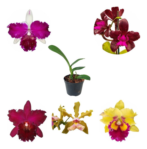 Muda Orquídea Cattleya Mista Variada Planta Rara Surpresa
