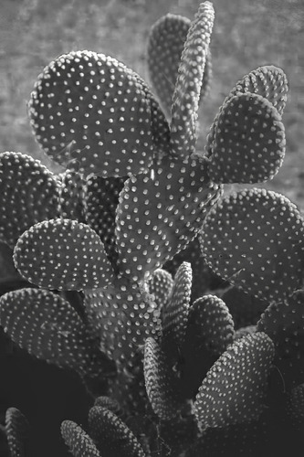 Planta Cactus Opuntia, Alas De Ángel, Orejas De Conejo Nopal
