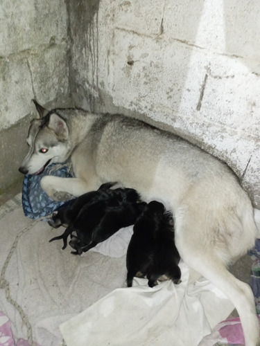 Vendo Cachorros Siberianos Puros 