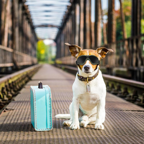Gafas De Sol Para Perros Pequenos, Gafas Para Perros Con ...