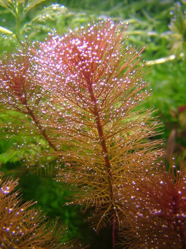   Myriophyllum Tuberculatum Planta Acuatica Acuaflora Iguazu