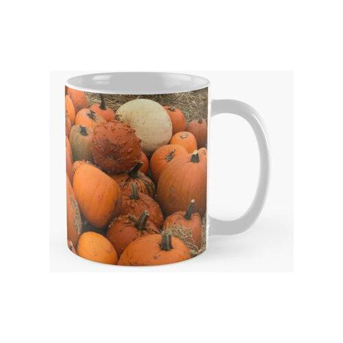 Taza Campo De Calabaza Calidad Premium