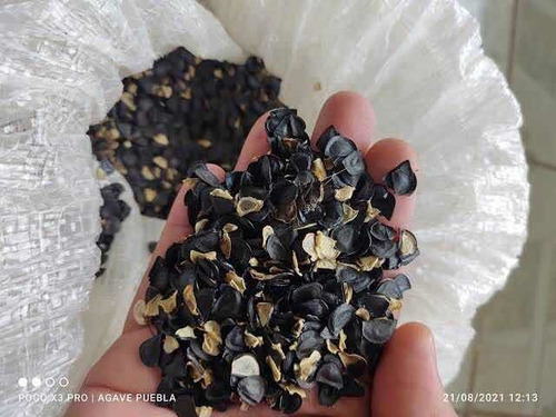 Semilla De Agave Angustifolia (bacanora) Por Kilo.