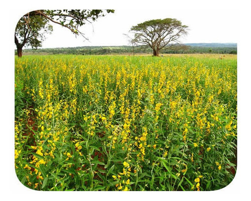 Sementes Crotalária Juncea - Caixa Com 3,0 Kg