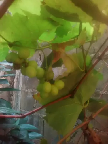 Plantas De Uva Morada Criolla