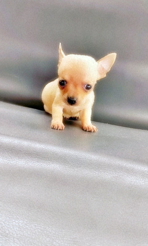 Imagen 5 de 9 de Chihuahua Divinos Cachorros Miniatura Puros