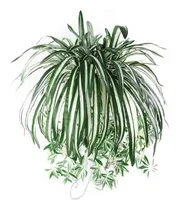 Comprar Planta Clorofito Branco, Mudas Raiz Nua Otima Planta 