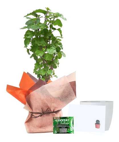 Planta Millonaria Para Regalo