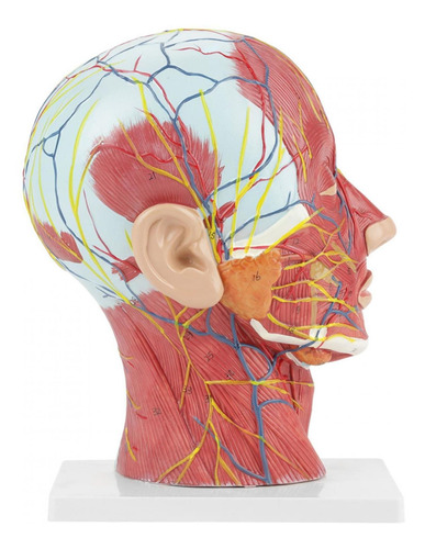 Modelo De Cabeza Anatómico Tamaño Real Cabeza Cerebro Cuello