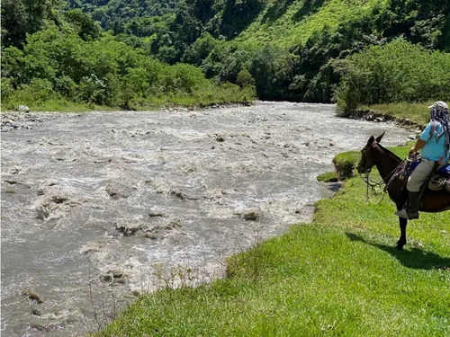 Venta Finca Productiva 132 Hectáreas Entre Pácora Y Salamina, Caldas
