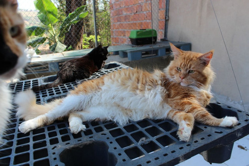 Filhote Maine Coon Preto