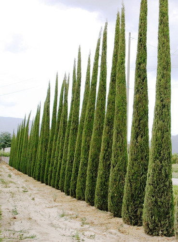 Sobre Para Sembrar 20 Pinos Cipres Italiano Jardines  Cercos