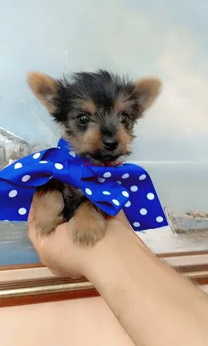 Yorky hotsell mini toy