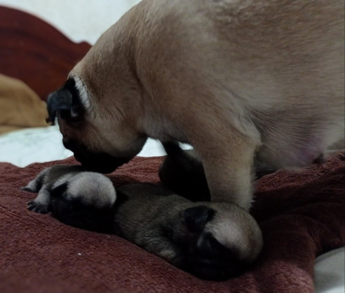 Filhotes Pug