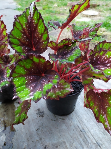 Begonia Rex