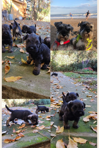Cachorros Schnauzer Miniatura