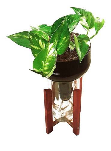 Imagen 1 de 10 de Scindapsus Little Plant 27 Con Soporte, Maceta Autorregante