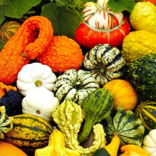 Mezcla De Semillas De Calabaza Ornamental, 10 Semillas
