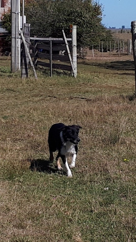 Border Collie Para Monta.