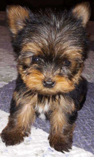 Yorkshire Terrier Macho Mini Retíralo Hoy