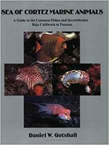 Sea Of Cortez Marine Animals A Guide To The Common Fishes An