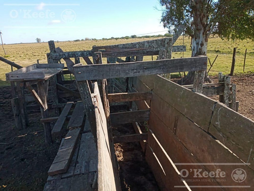 Imagen 20 de 27 de Campo De 600 Has En Venta En Gualeguaychu - Muy Buen Campo Ganadero De 0,7 Ev/ha Con Casco