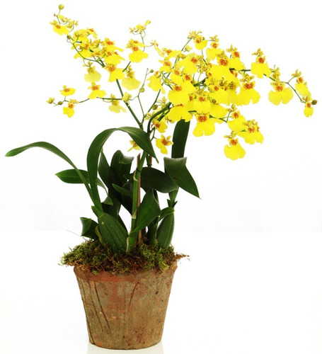 Orquídea Oncidium Chuva De Ouro ( Adulta ) | MercadoLivre