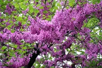 Comprar Semillas De Arbol De Plantas Raras Mas De 50 Semillas De Arb
