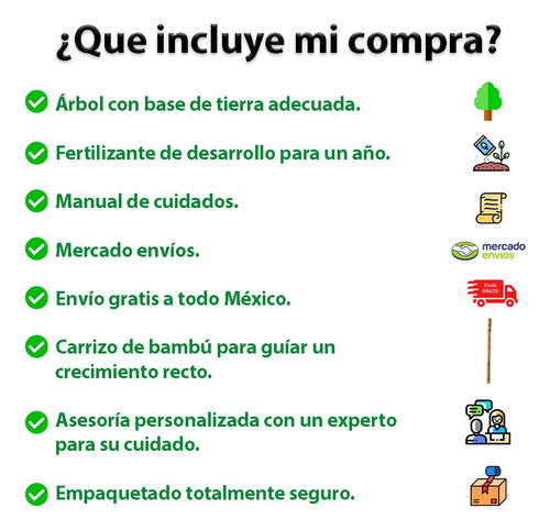Árbol De Aguacate Hass 1.20m. Incluye Manual De Cuidados.