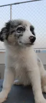 Comprar Border Collie Blue Merle Tricolor (hembra) Blue