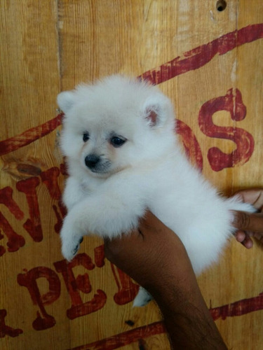 Hermoso Cachorro Pomerania Disponible Para La Venta Mascotas