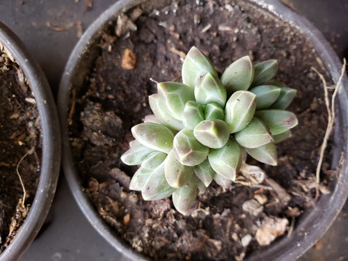 Suculentas Y Crasas Gran Variedad