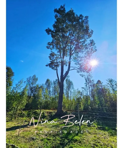 Nb9998230 - Parcelas El Avellano 5.000 Mts2 Los Lagos