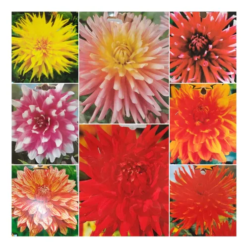 Bulbos De Dalias Importadas Green Online Vivero