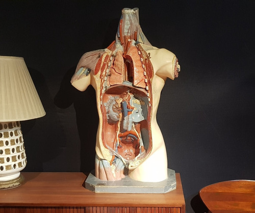 Años 50s Antiguo Modelo Anatomico Fernandez Ed Vintage