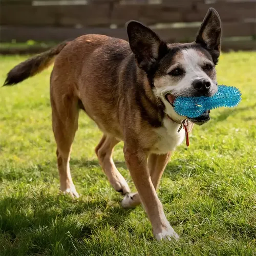 Gnawsome dog toys hot sale