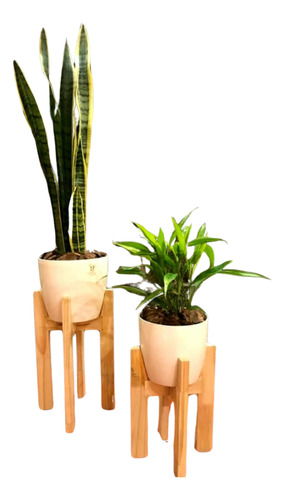 Sansevieria Y Dracena Sanderiana En Maceta Y Pie Nórdico 