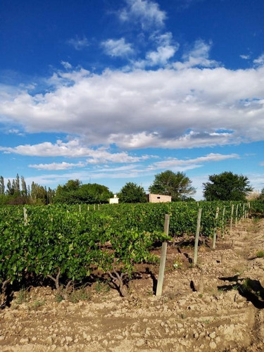 Imagen 15 de 19 de Finca 13 Ha En Cañada Seca - San Rafael