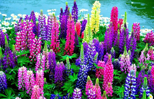 Semillas Flores Combo Para Sembrar En Invierno