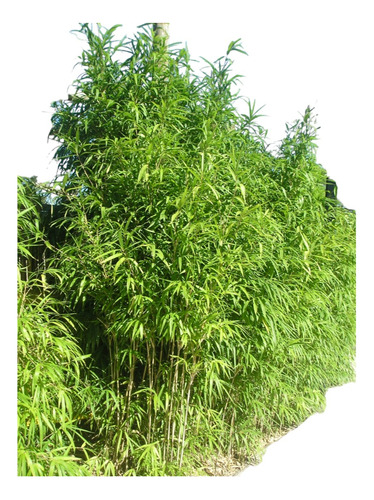Bambú Japonés (arundinaria Japonica)