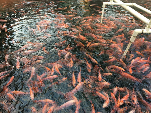 Imagen 3 de 6 de Alevines En Venta Tilapias Rojas Y Gris