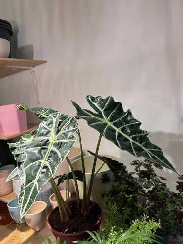 Planta Interior - Alocasia Polly - Envíos